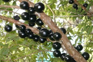 Benefícios que a jabuticaba oferece a nossa saúde!